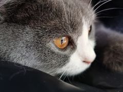 -糯米喵星人总部直营旗舰店·猫舍·幼猫出售