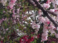 -南汇桃花村