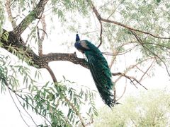 -北京麋鹿生态实验中心