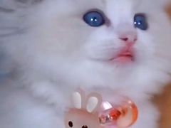 -十年猫舍·猫咪专门店(普陀店)