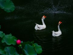 -豫园湖心亭茶楼