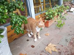 -猫的天空之城概念书店(景德镇陶溪川店)