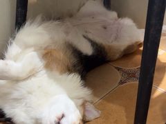 -Let's go狗咖·猫咖·奶狗·桌游(春熙路IFS店)