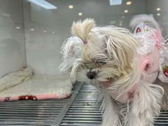 -萌宠之家·腊肠犬·马尔泰·小体犬舍