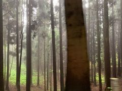 -武陵山森林公园