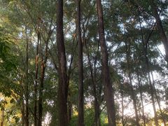 -火炉山森林公园