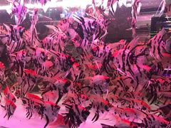 -中环花鸟鱼虫市场