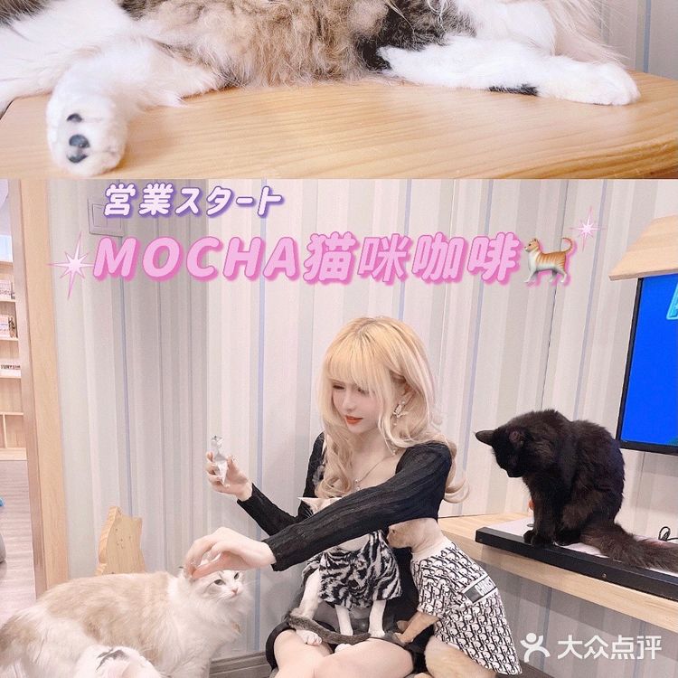 魔都夏日撸猫胜地｜Mocha猫咪咖啡🐱☕️