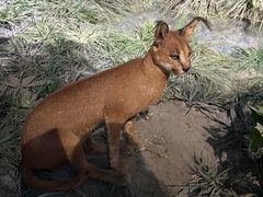 -国家自然博物馆