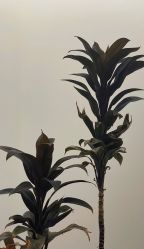 -Fancy梵汐·轻奢量肤定制