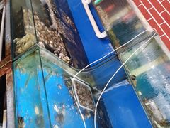 水产区-海帮主·蒸汽海鲜青岛菜(栈桥火车站店)