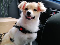 -派特宠物医院(圆融广场店)