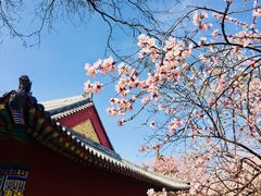 -桃花堤公园