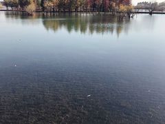 -贡湖湾湿地公园