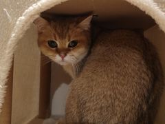 -南京Hallo宠物乐园·哈罗犬舍·柴犬繁育基地