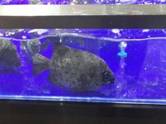 -盒马鲜生(新都心店)