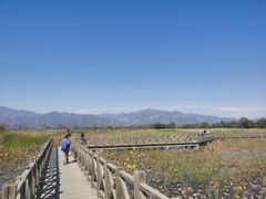 -野鸭湖国家湿地公园