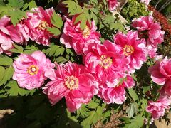 -洛阳市隋唐城遗址植物园