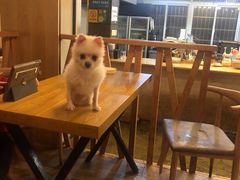 -萌喵宠狗爱心宠咖