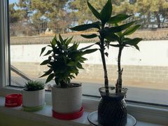 -宾朋海鲜特色美食餐厅·纯手工鲅鱼水饺(兴海路店)