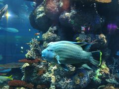 -新加坡海洋生态馆