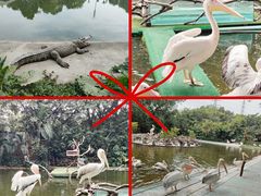 -广州长隆飞鸟乐园
