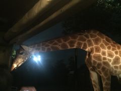 -清迈夜间动物园