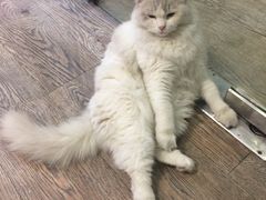 维C—一只高冷的布偶-小时光咖啡馆(开森度假森林店)