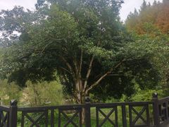 -唐崖土司城遗址