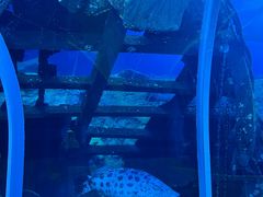 -珠海长隆海洋王国