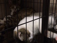 -老味茶屋(川沙老街店)