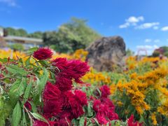 -松山湖梦幻百花洲