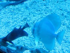 -烟台海昌鲸鲨海洋公园