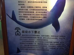-烟台海昌鲸鲨海洋公园