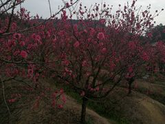 -南国桃园旅游度假区