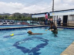 -趣玩宠物乐园寄养训犬训狗游泳池