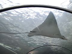 -悉尼海洋生物水族馆