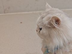 -共舞时光猫咖·狗咖(新街口店)