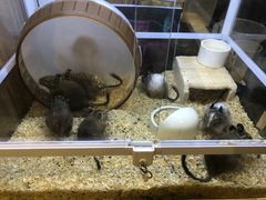 -酷以爬仙阁实体爬宠店·守宫·蜥蜴·专业繁育