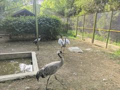 -青藏高原野生动物园