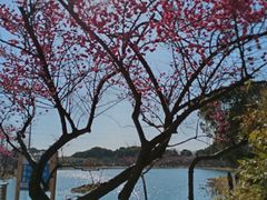 -香雪海