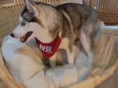 -Husky Go! 哈士奇体验馆·宠物咖啡厅狗咖