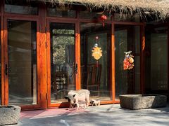 -小小饭店·休闲农庄·安吉松树林里的农家菜