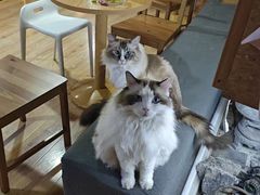 -白兔子密室(长寿路店)