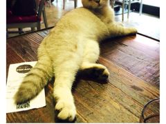 Mikaku-MIKAKU(万达广场上海宝山店)