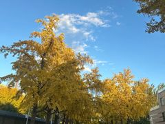 -三里屯东五街银杏大道