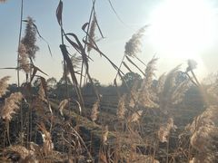 -广富林郊野公园