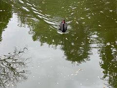 -水绘园