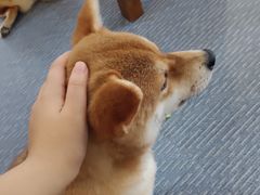 -柴源莊·柴小宠柴犬咖啡