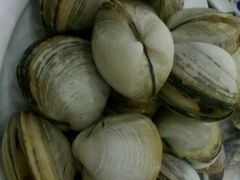 蚬子-春华海鲜城(广场西苑店)